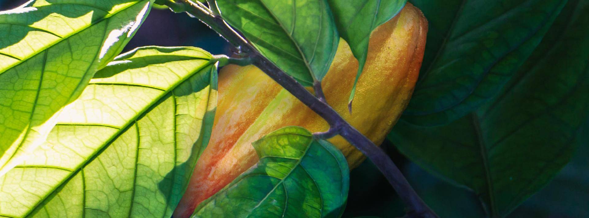 WholeFruit chocolate revolution