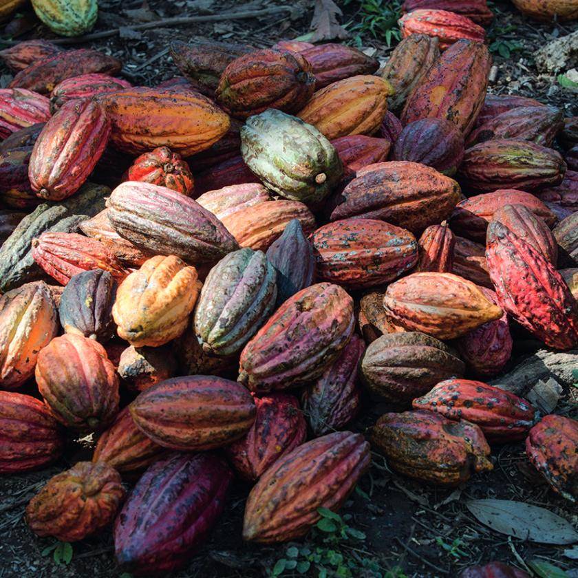 cocoa pods