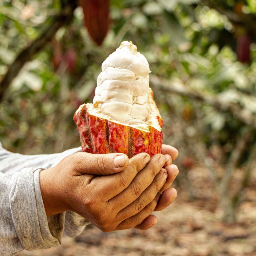 cocoa pod in Peru cocoa plantation